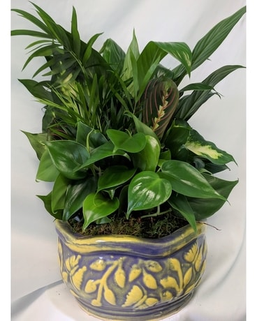 Dish Garden Medium Dish Garden Plant