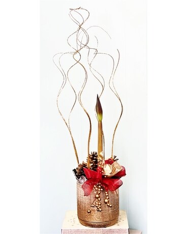 Amaryllis Plant