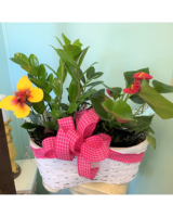 Double Basket size,  inches height and  inches wide.