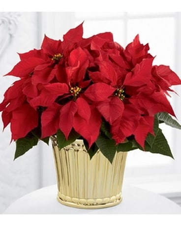 Poinsettia Planter by Better Homes and Gardens® Flower Arrangement