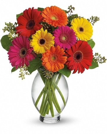 Gerbera Brights Flower Arrangement