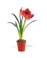 Standard size,  inches height and  inches wide.