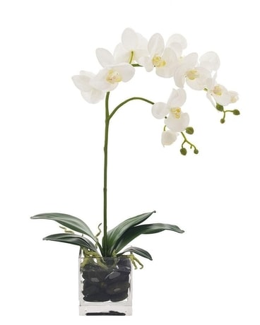 Phalaenopsis Orchid Flower Arrangement