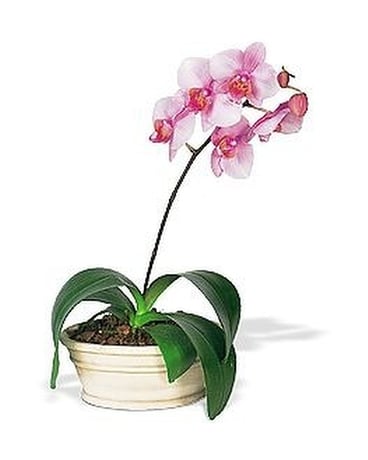 Lavender Phalaenopsis Orchid Flower Arrangement