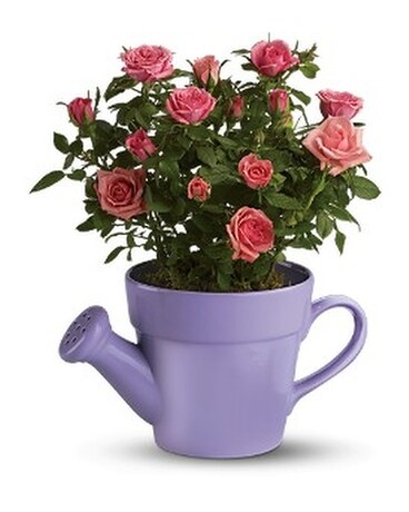 Teleflora's Spring Showers Pink Rose Bush Flower Arrangement