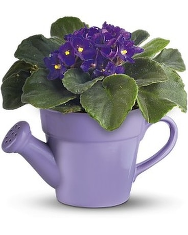 Teleflora's Spring Showers African Violet Flower Arrangement