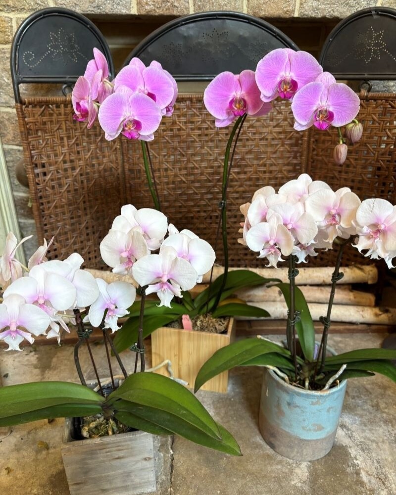 Orchid Bliss in McHenry IL - Locker's Flowers, Greenhouse & Gifts