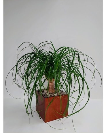 Ponytail Palm Plant