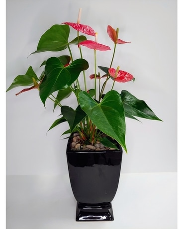 Anthurium Plant Flower Arrangement