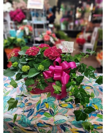 Hydrangea and Ivy Garden Dish Garden Plant