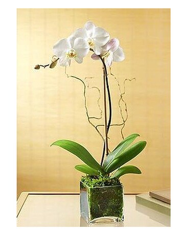 Ella Orchid Planter Flower Arrangement