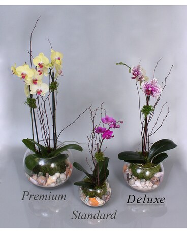 Siesta Orchids Flower Arrangement