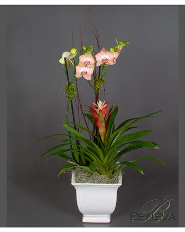 Orchid & Bromeliad Combo Flower Arrangement