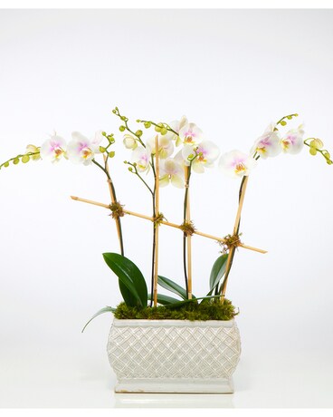 Deluxe Orchid Garden Flower Arrangement