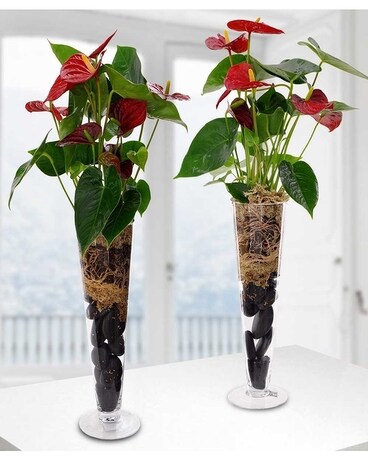 Anthurium Plant Flower Arrangement