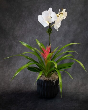 ORCHID & BROMELIAD COMBO Flower Arrangement