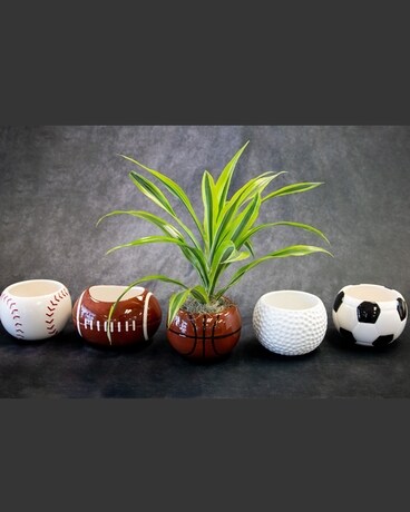 DRACAENA SPORTS PLANTER Flower Arrangement