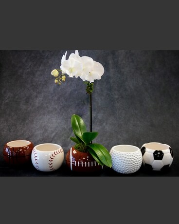 ORCHID SPORTS PLANTER Flower Arrangement