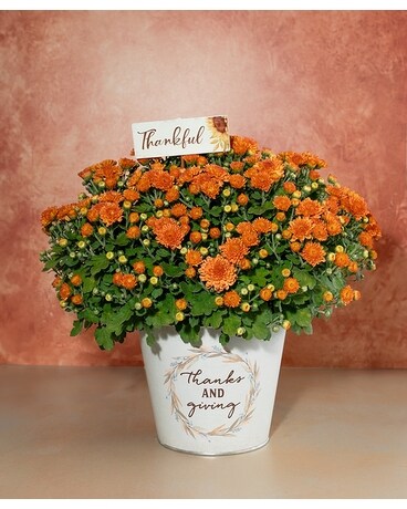 THANKS & GIVING MUMS Flower Arrangement