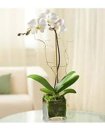 Single White Orchid Plant Plant