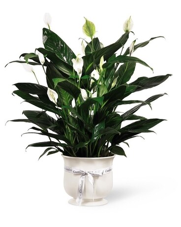 Comfort  Planter Flower Arrangement