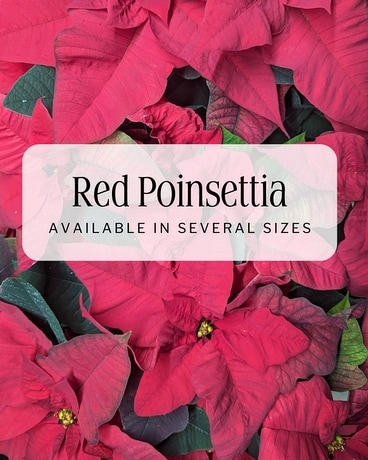 Red Poinsettia Plant