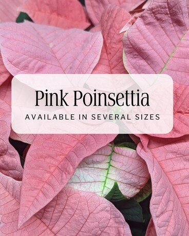 Pink Poinsettia Plant