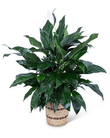 Peace Lily Plant Plant