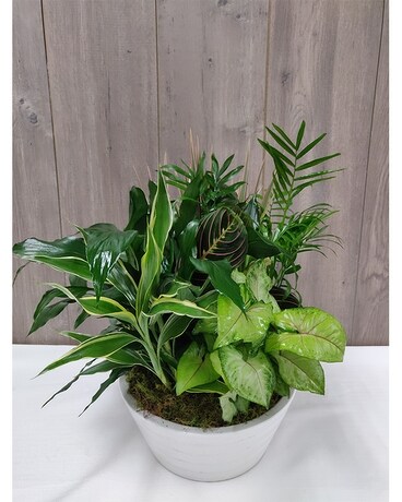 Dish Garden 8 Plant