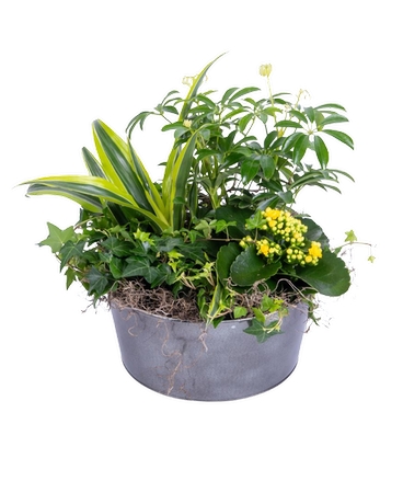 Sympathy Plants Delivery Inver Grove Heights MN - Glassing Florist