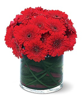 Red Gerbera Collection Flower Arrangement