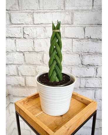 Braided Sansevieria Plant