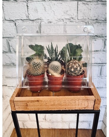Succulent Greenhouse Plant