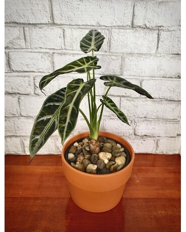 Alocasia Bambino Plant