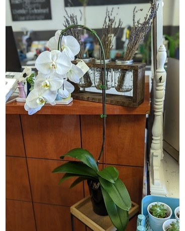 Orchid Plant
