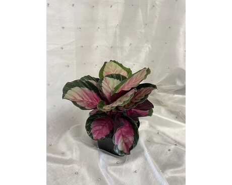 Calathea Plant