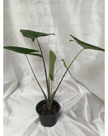 Alocasia Zebrina Plant