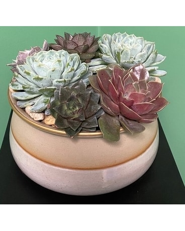 Earthy Succlent Garden Dish Garden Plant