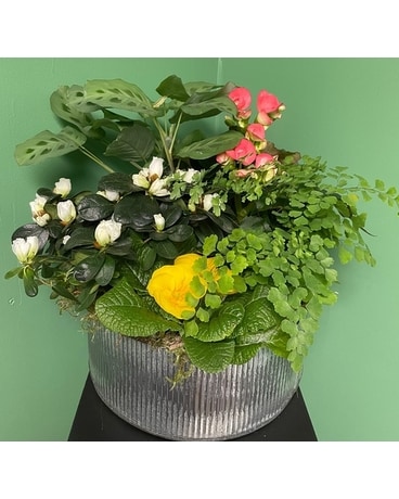 Spring Blooms Garden Dish Garden Plant