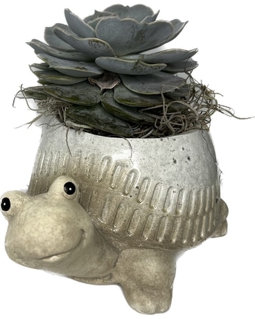 Ceramic Turtle or Snail Succulent Plant