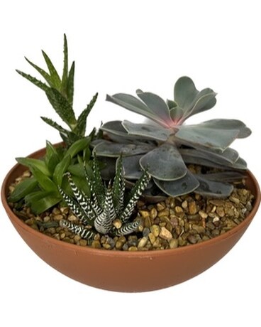 8 inch Succulent Garden Plant