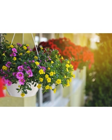 Large Mixed Hanging Baskets Plant