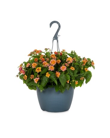Hanging Lantana Plant