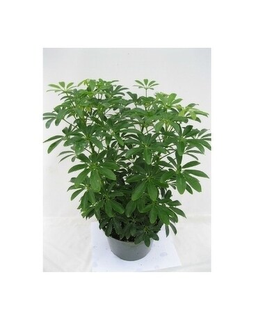 Schefflera Arboricola Bush Plant