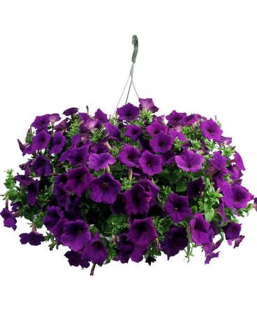 Petunia Hanging Basket Plant