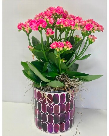 Kalanchoe in Glass Pot Plant