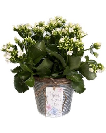 Mother's Day Kalanchoe Plant