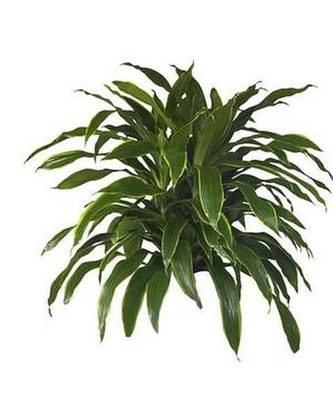 Dracaena Carmen - Medium