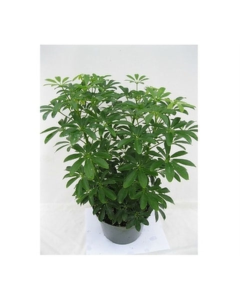 airplane spider plant Spider Plant – Fragrance Plants and Flowers main image 0