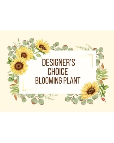 Designer's Choice Blooming Plants Plant